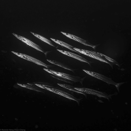 Dive Into My World: The Underwater Images of Ronnie Heng